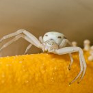 Portrait of a Spider
